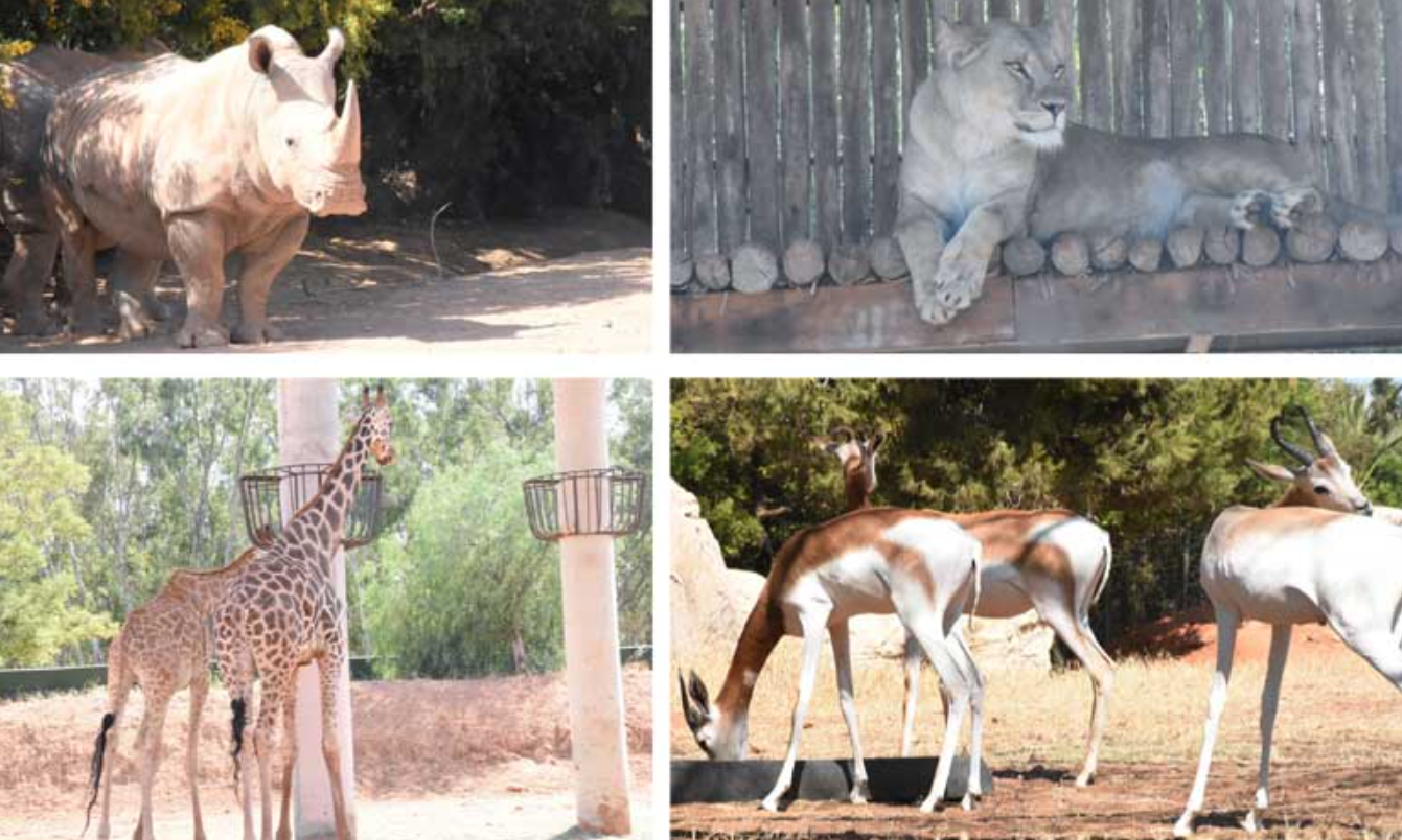 Discover Rabat Zoo